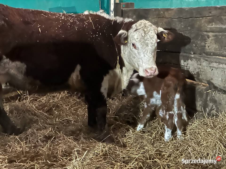 Byk Byczki odsadki Jałówki Krowy cielne 100 Radzionków