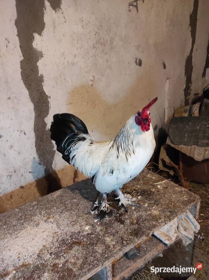 Koguty drób tanio Bochnia sprzedam