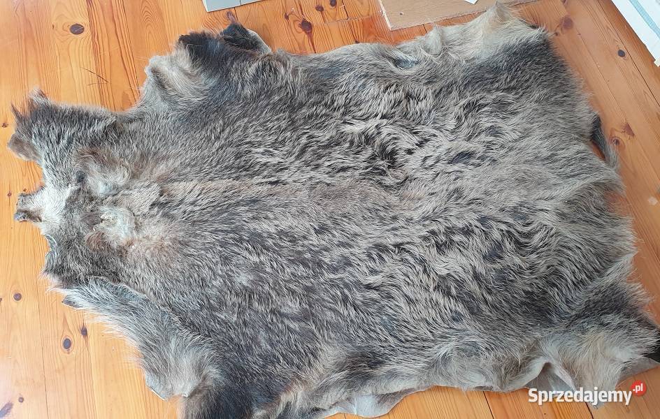 Skura z dzika wyprawiona warmińsko-mazurskie Reszel