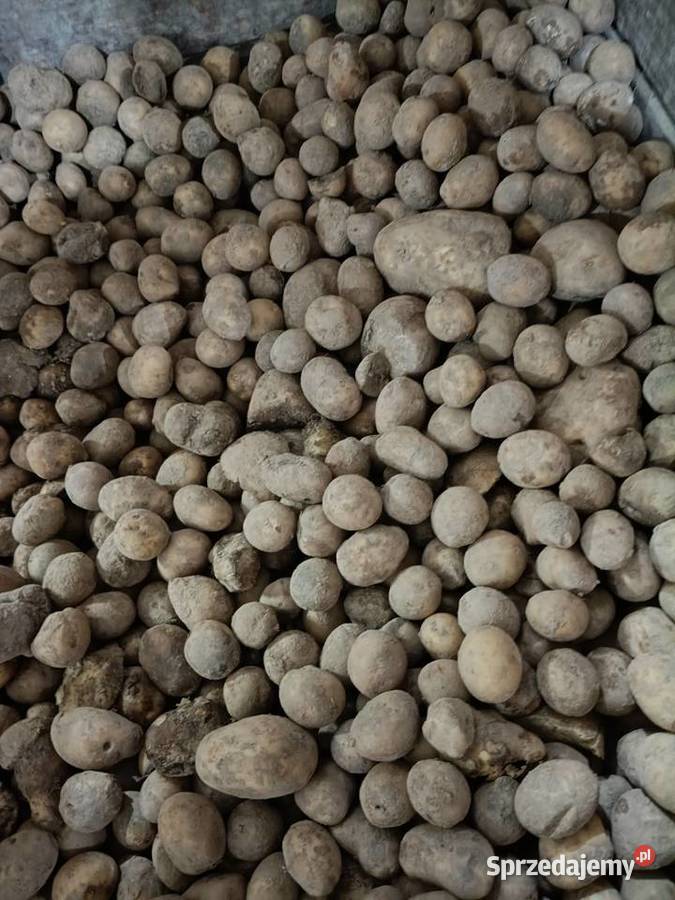 Ziemniaki Rośliny okopowe Charsznica