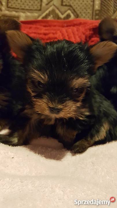 York piesek i suczka mimi mini dolnośląskie Bolesławiec sprzedam