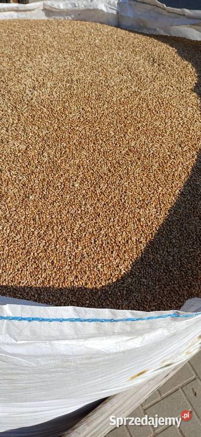 Pszenica jara Wólka Leśna