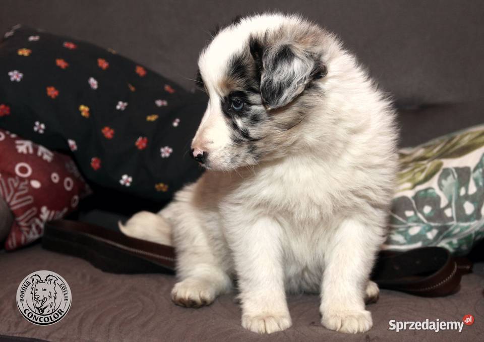 Border Collie coli szczeniak Blue Merle tricolor mazowieckie Jastrzębia