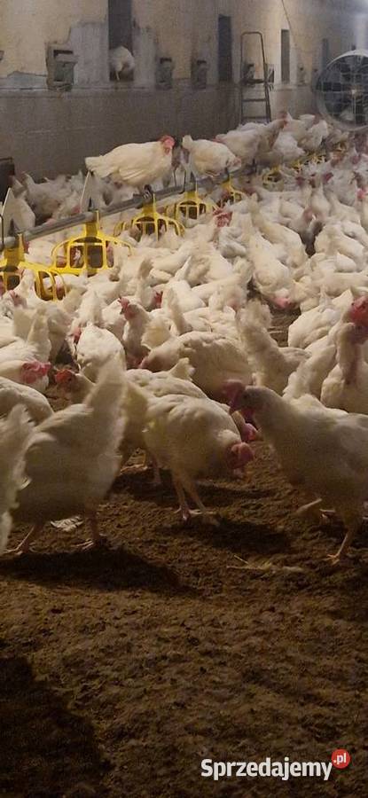 Kura nioska isa tinted Wałsnów