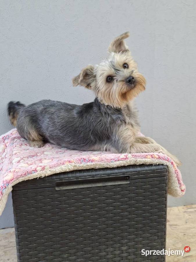 Yorkshire terrier York Psary Małe