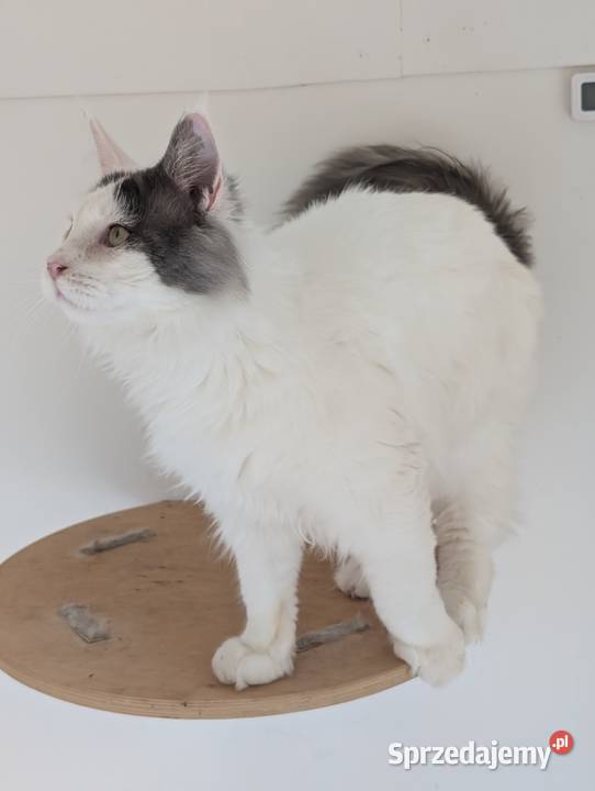 Diablo kocurek niebiesko czarny Maine Coon