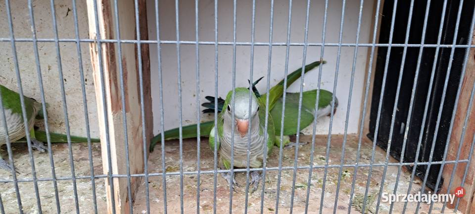 Sprzedam papugi mnichy nizinne mnicha Konin