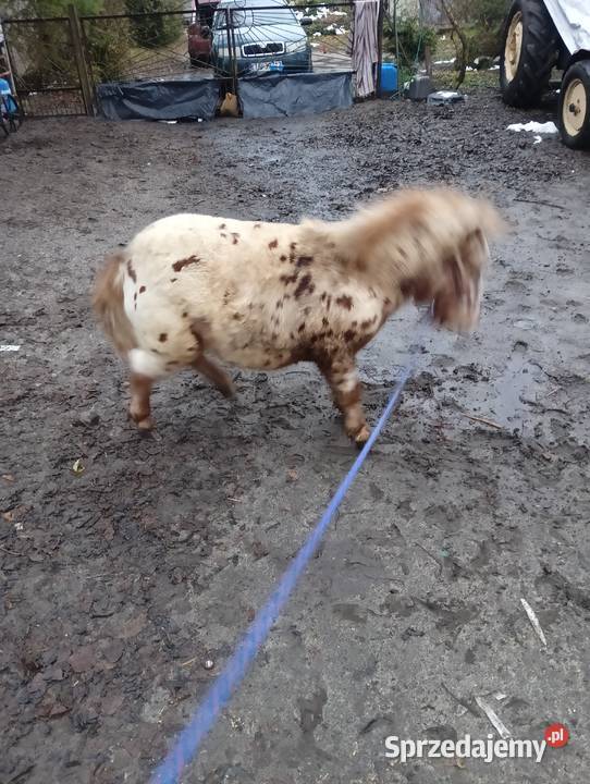 Kuc kucyk ogier lubelskie