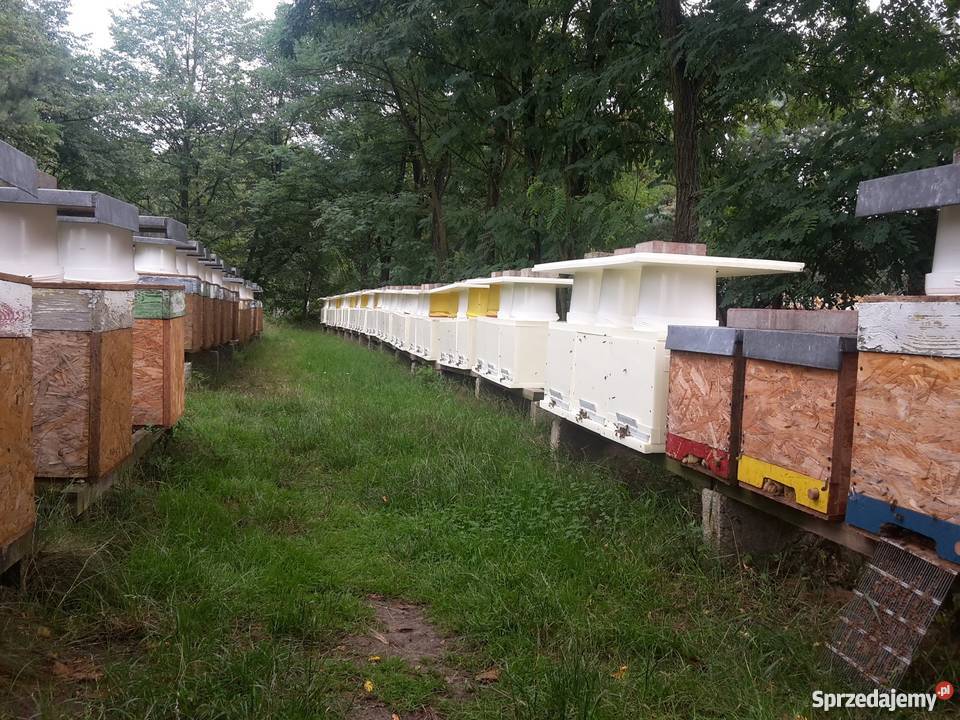 Pakiety pszczele Zapisy na 2018 r Tworóg sprzedam