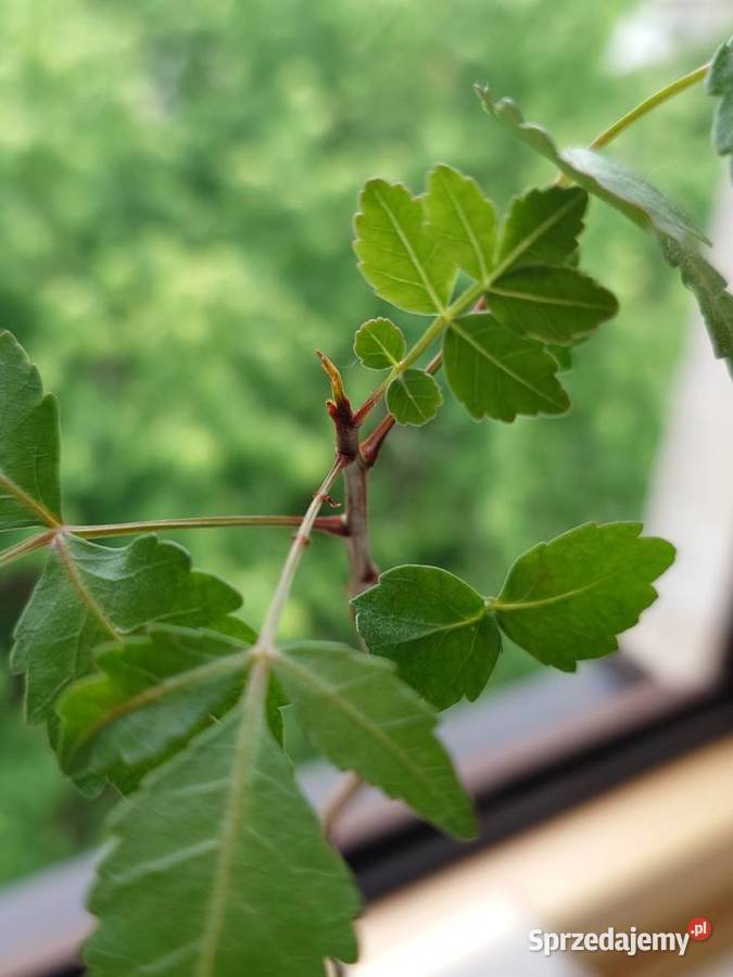 Bursera fagaroides kaudeks sukulent z kolekcji mazowieckie