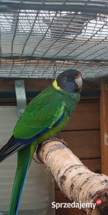 Barnard czarnogłowy Środa Wielkopolska