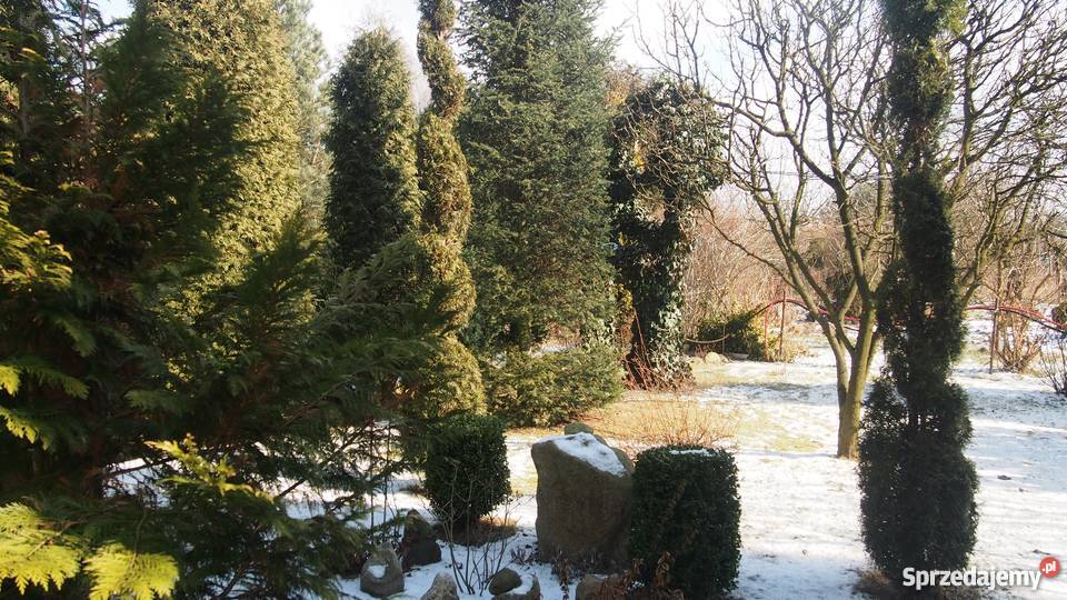 ogródek działkowy Sochaczew