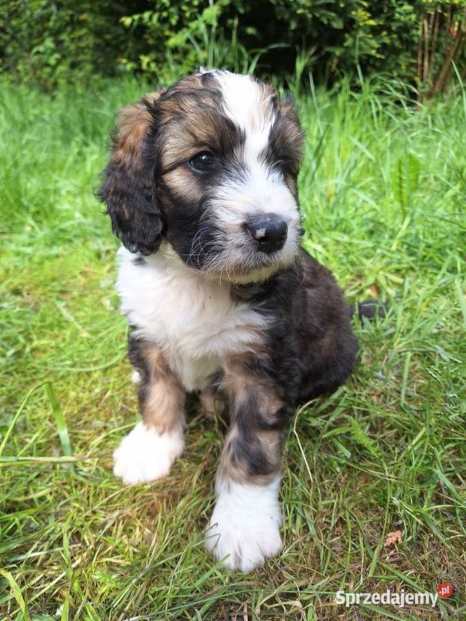 BernedoodleRodzice FCI inteligentny puchaty Chyliczki