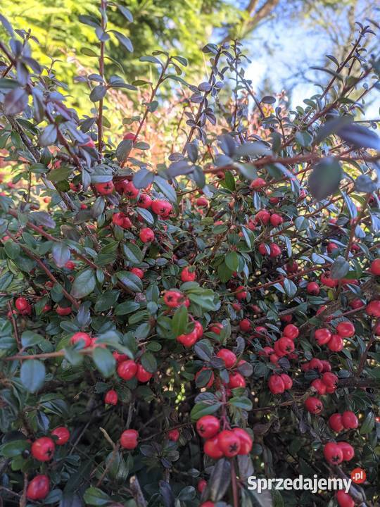 Irga Coral Beauty niski krzew duże sadzonki Lublin sprzedam