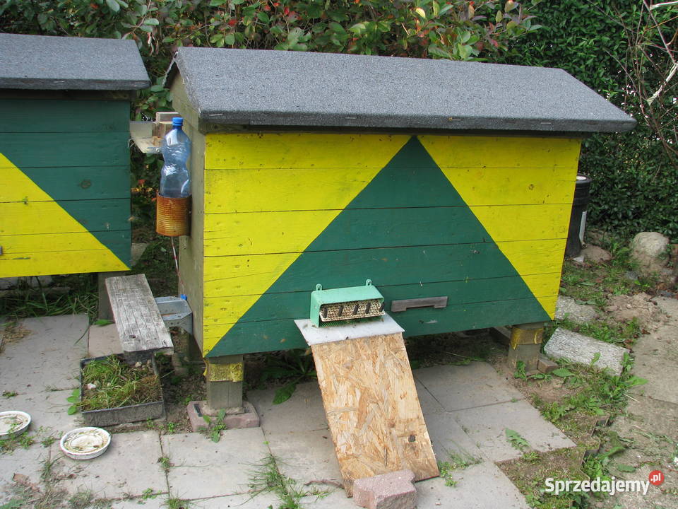 mini pasieka Olsztyn