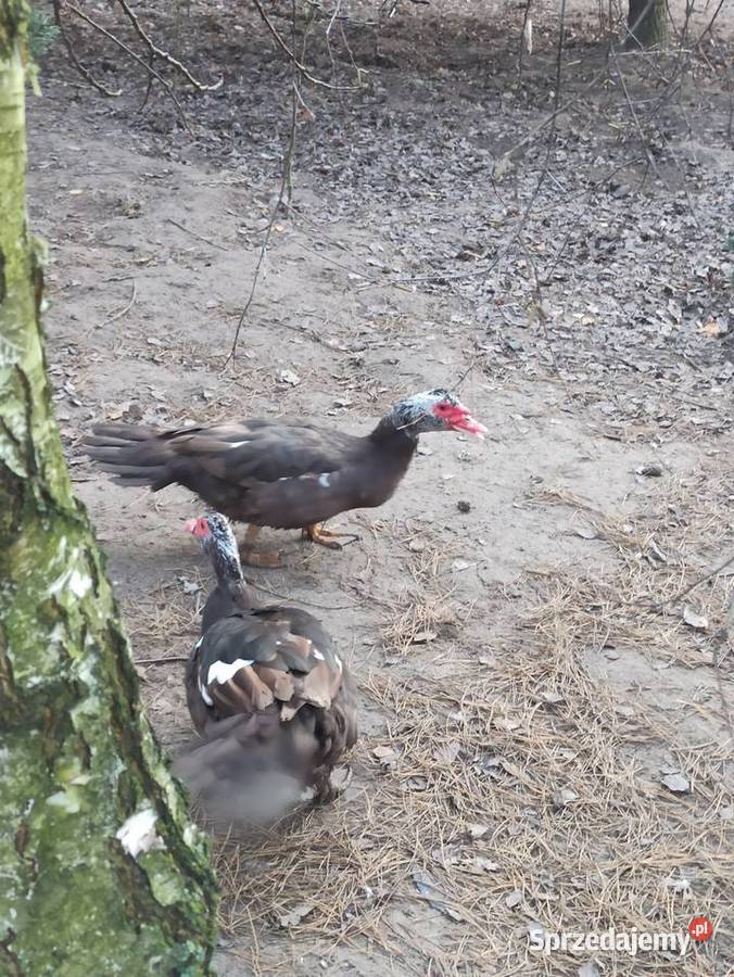 Kaczki i kaczory francuskiepiżmowe czekoladowe Krasnystaw