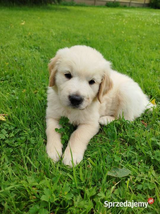 Golden retriever szczeniaki Sułkowice