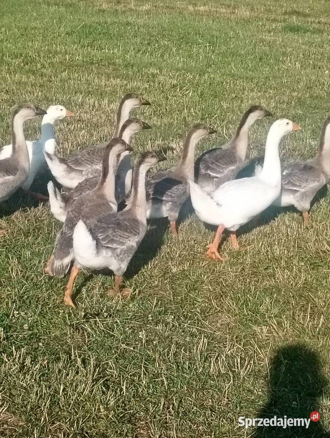 Gęsi odchowane Ptaki Wrzesiny sprzedam
