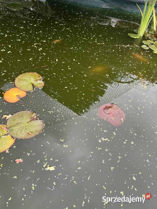 Narybek karasi koi Bonarówka