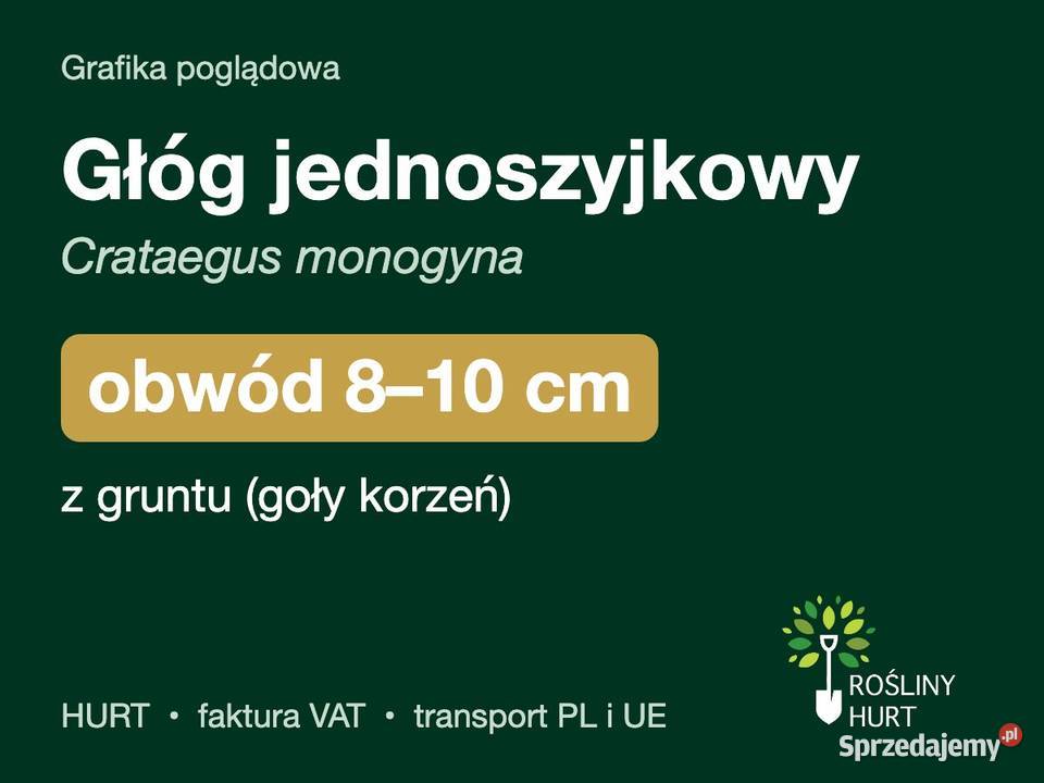 Głóg jednoszyjkowy Crataegus monogyna obwód 810 sprzedam
