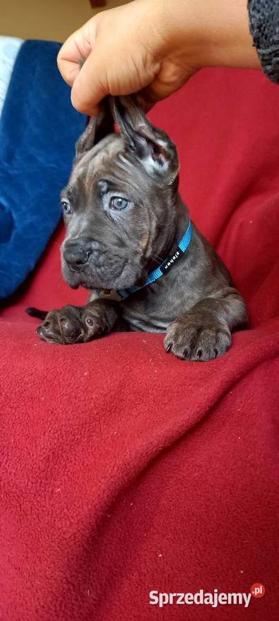 Cane Corso Ksin Fargo Fci kujawsko-pomorskie Lipno