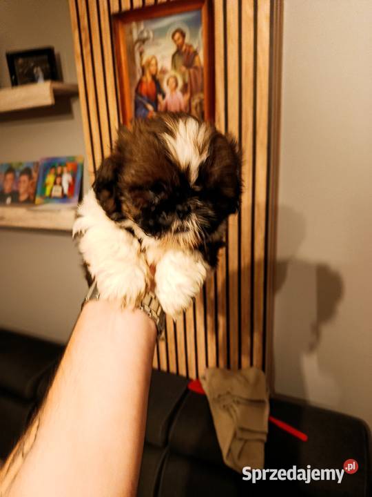 Shih tzu Godziesze Małe