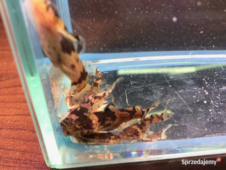 Sum wenezuelski Arlekinek Justynów