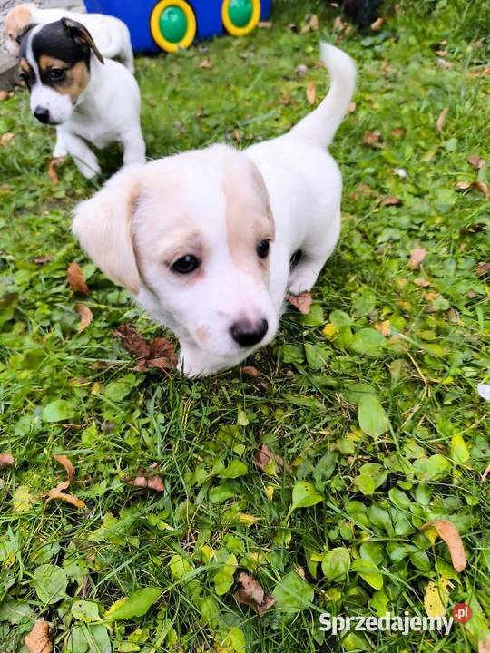 Jack Russell Terrier podkarpackie