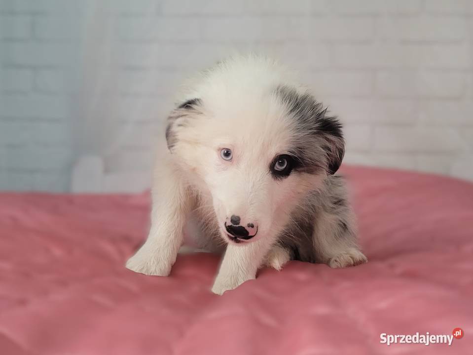szczeniak pies BORDER COLLIE Blue Merle Skołyszyn