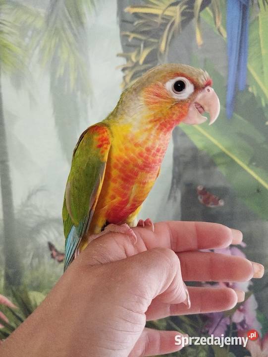 Papuga rudosterka ręcznie karmiona oswojona Miastko