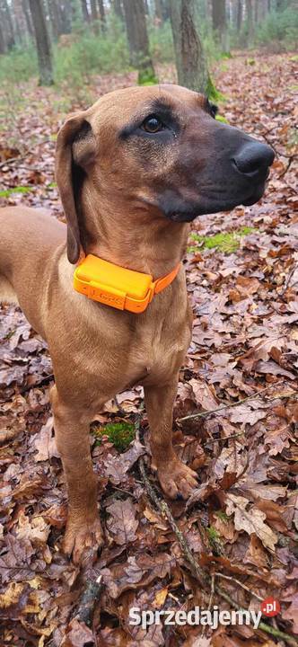 Lokalizator GPS psa bez abonamentu wodoodporny Lubartów