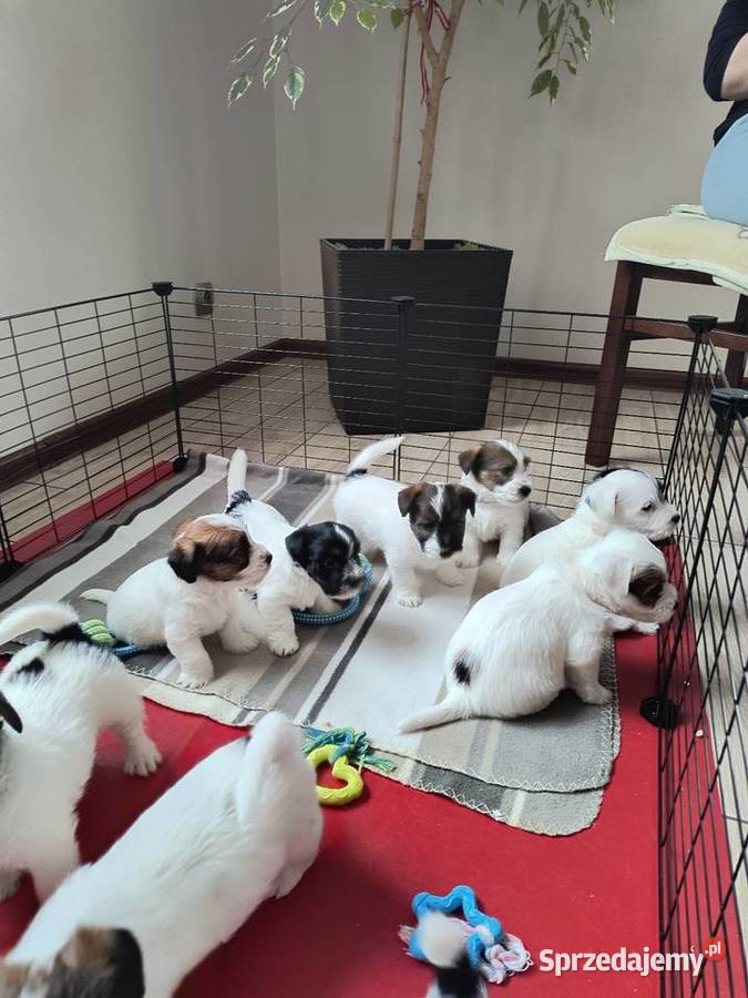 PoJack Russell Terrier Nowy Broniszew