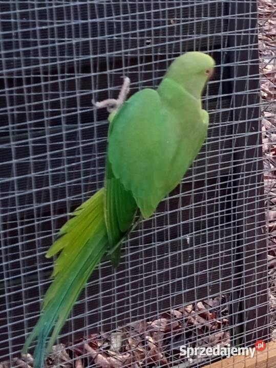 Aleksandretty samice 2024 Środa Wielkopolska