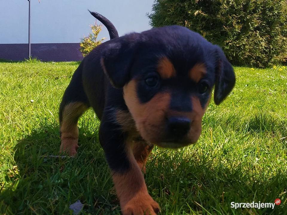 Śliczne pieski 5 tygodniowe Oddam Pozostałe sprzedam