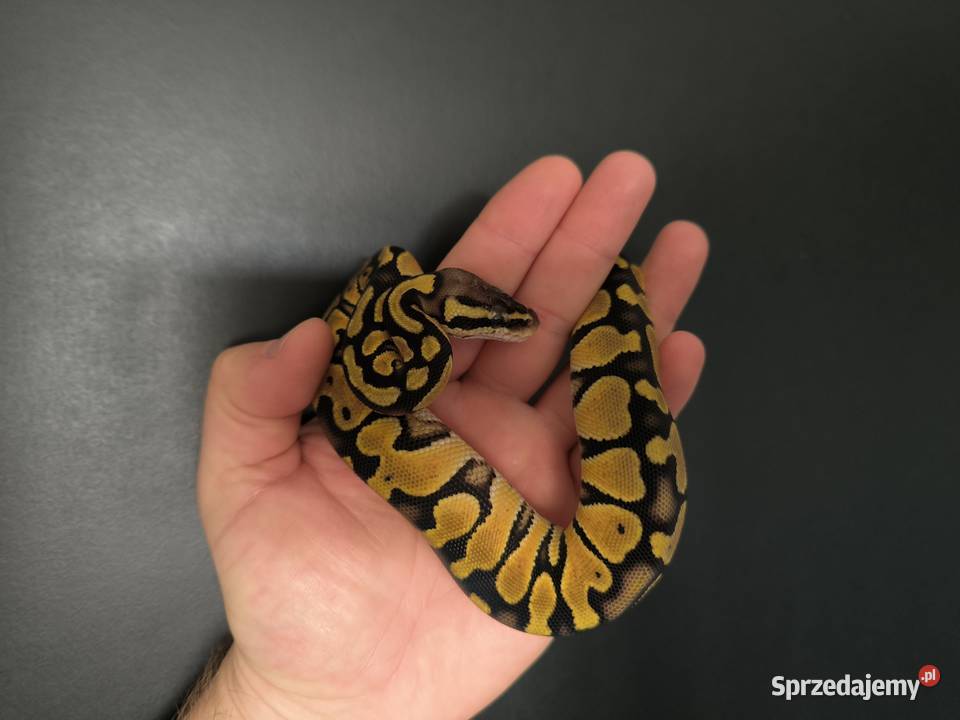 Pyton królewski Orange dream Pastel Fire poss