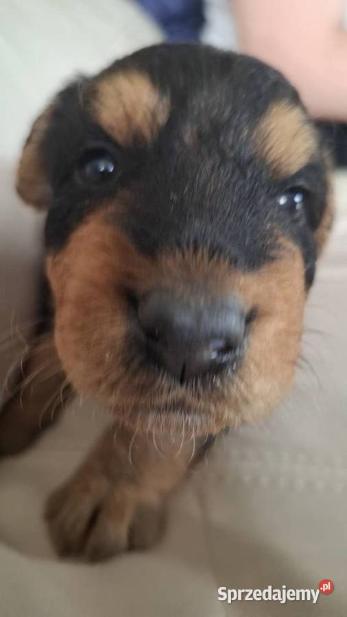 Airedale Terrier szczenięta rasowe ZKwP