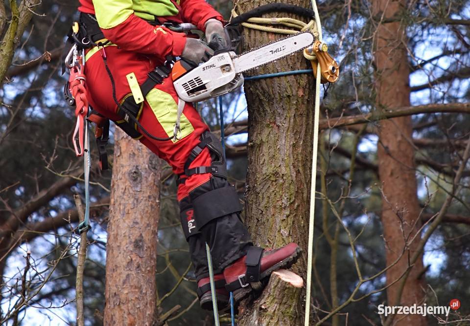 Wycinka drzew i samosiejek alpiniści Gdynia