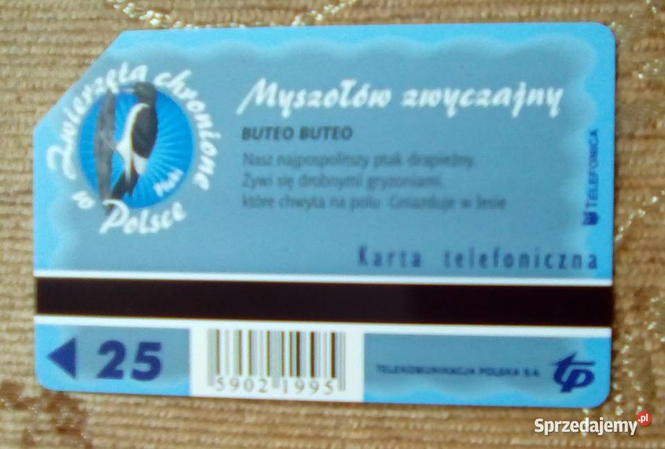 MYSZOŁÓW ZWYCZAJNY PTAK DRAPIEŻNY KARTA Piszczac