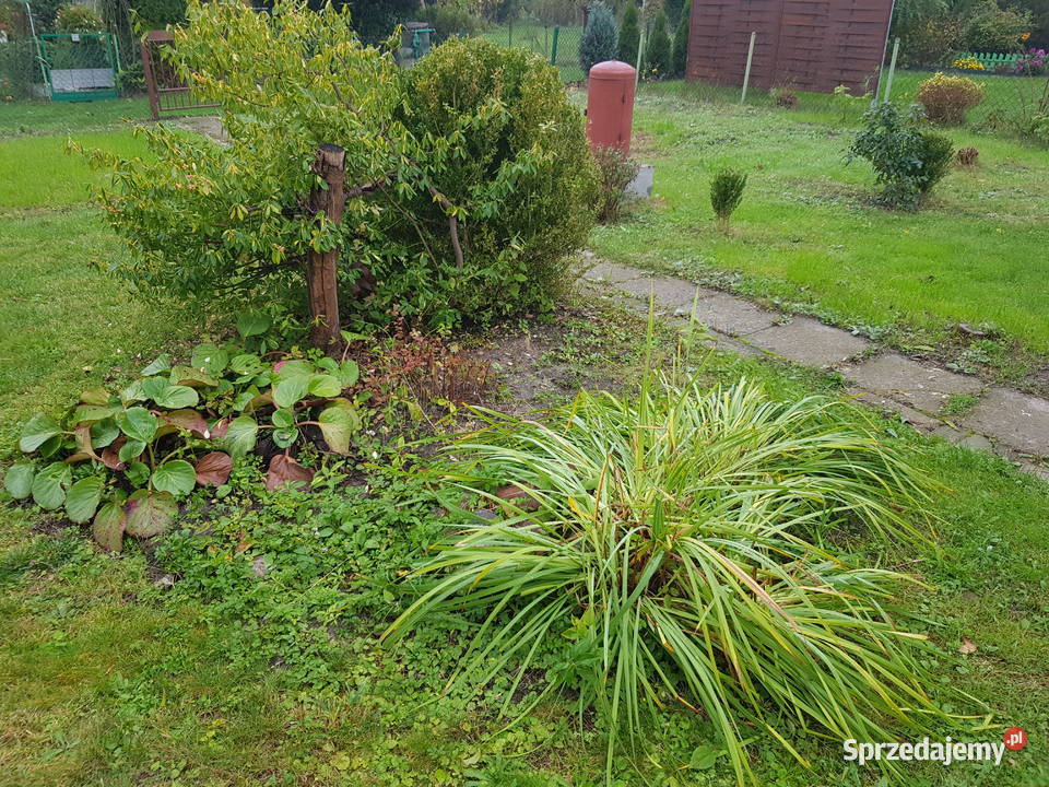 Działka rod w centrum miasta Sochaczew