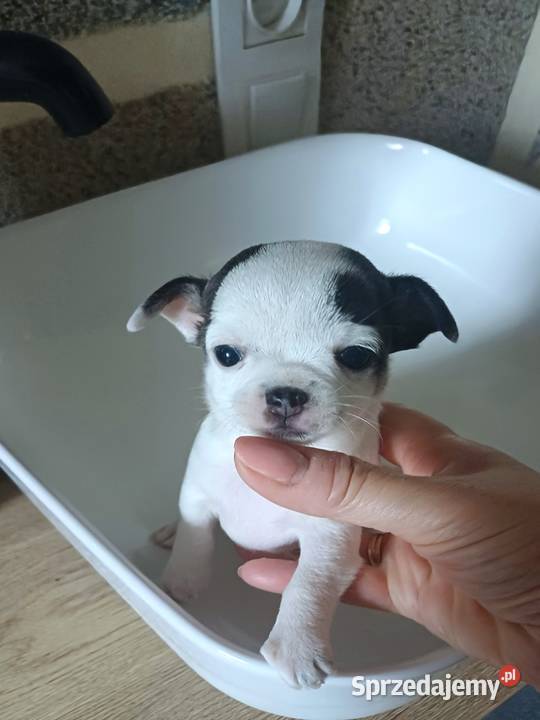 Biała Zjawiskowa Dziewczynka Chihuahua Zgierz sprzedam
