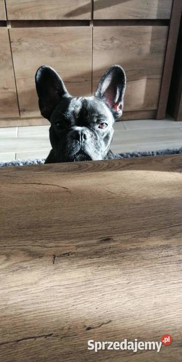 Buldog Francuski oddam suczke 5 lat Kraków