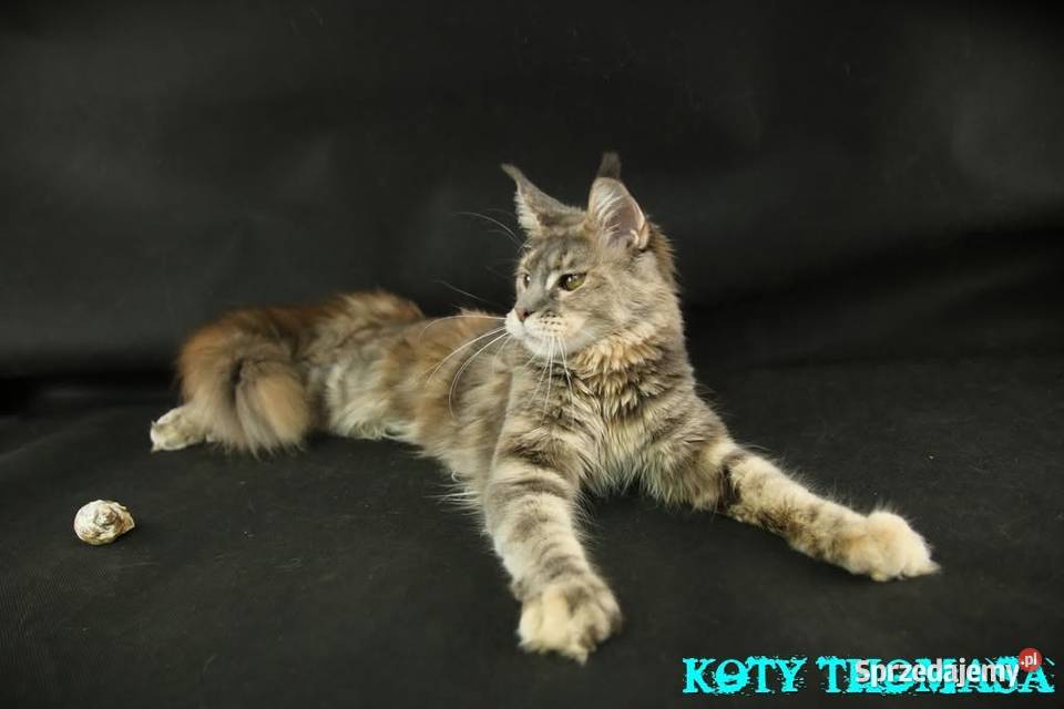Kotka Maine Coon Tsunami Koty Thomasa Poznań
