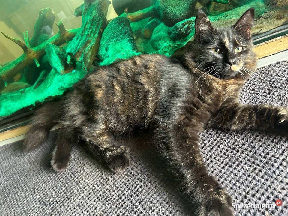 Koteczka Norweska Leśna Norweski śląskie