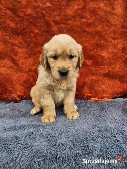 Golden Retriever złoty szczeniak łódzkie Polesie sprzedam
