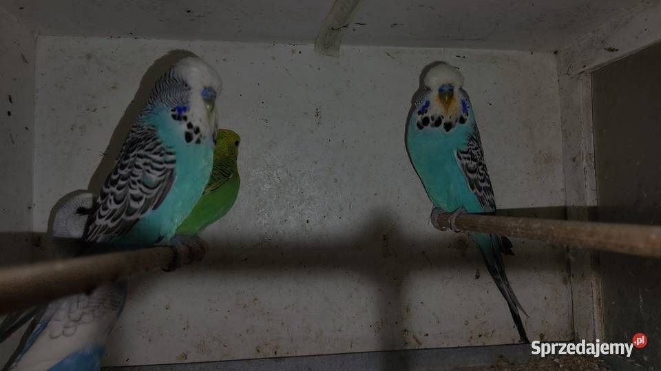 Sprzedam papugi faliste śląskie Gierałtowice