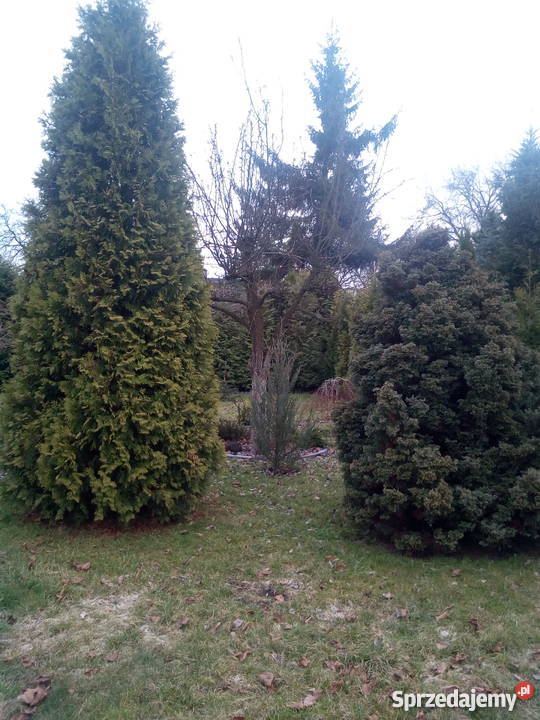 sprzedam działka rod zgierz