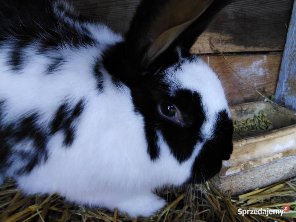 Srokacze Czarne Króliki Rasowe Samiczki i Samce Milejów