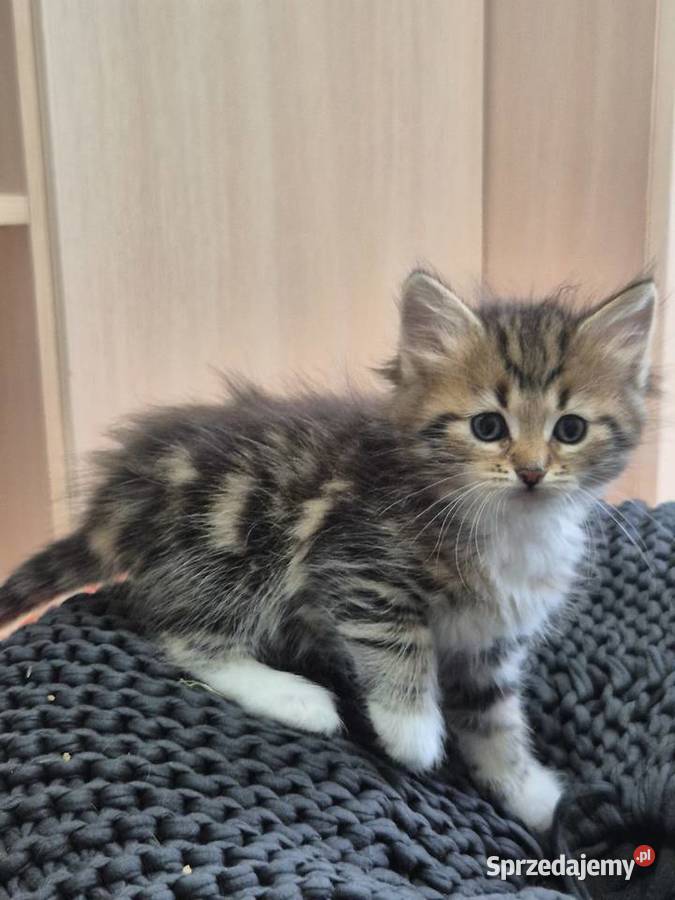 Syberyjska kotka NIKA rodowód FIFE FPL Stary Broniszew sprzedam