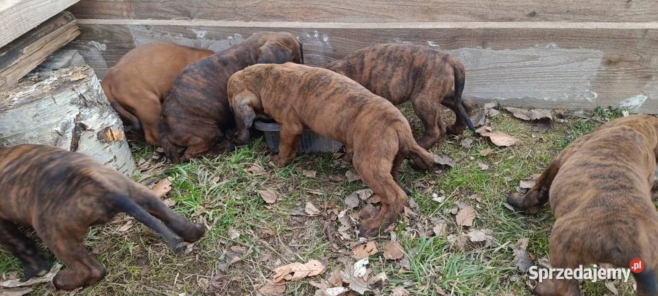 Szczeniaki Posokowca Hanowerskiego z rodowodami Jelenia Góra