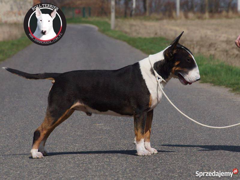 Bulterier szczenieta Ozorków